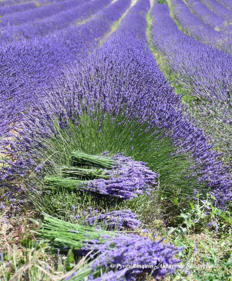 Entre Ventoux Et Luberon Chambre D'Hote Sault-de-Vaucluse Eksteriør bilde