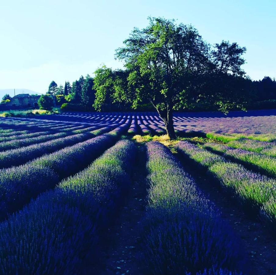 Entre Ventoux Et Luberon Chambre D'Hote Sault-de-Vaucluse Eksteriør bilde