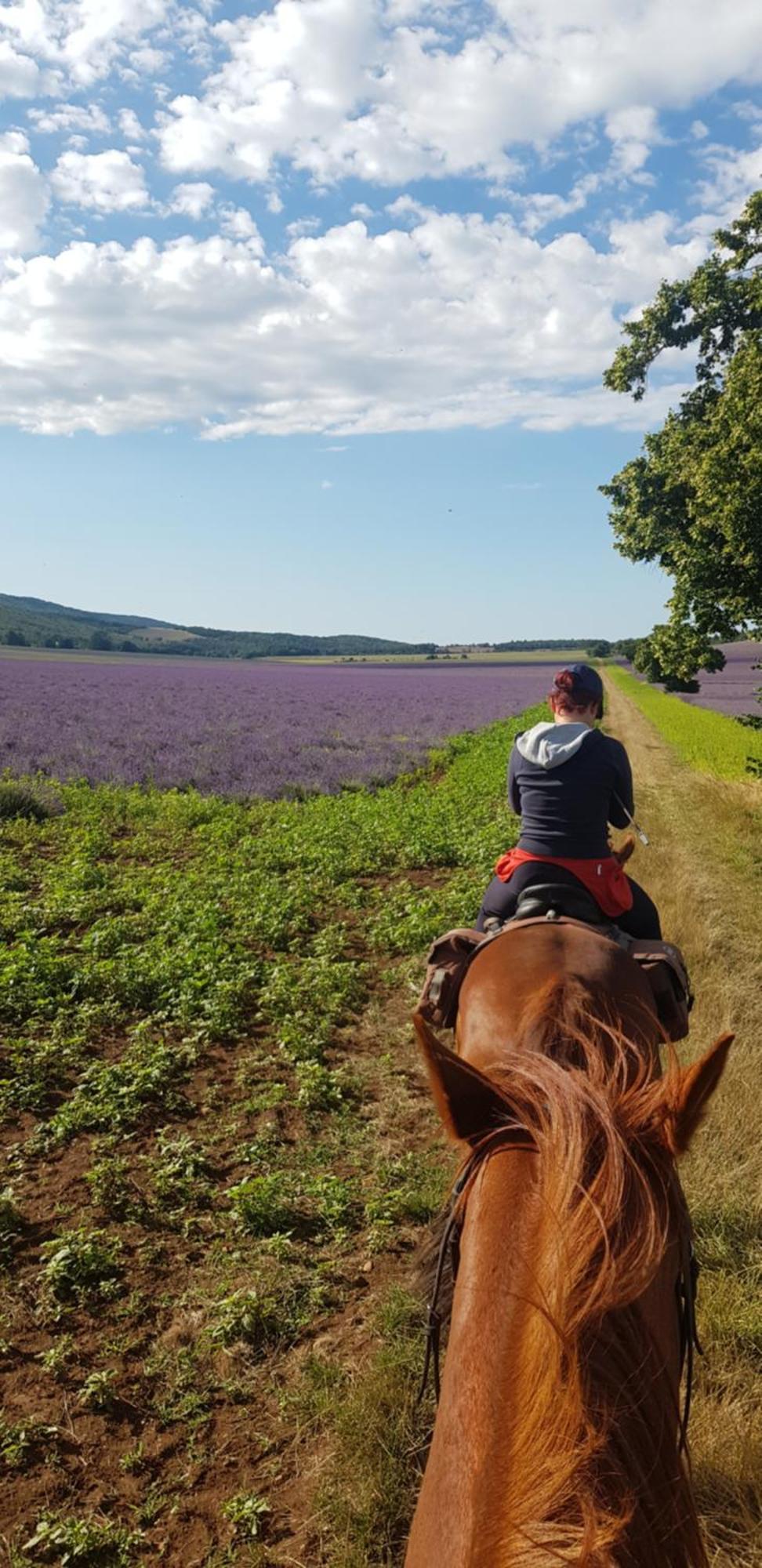 Entre Ventoux Et Luberon Chambre D'Hote Sault-de-Vaucluse Eksteriør bilde